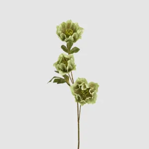 Helleborus Green 67cm by Florabelle Living, a Plants for sale on Style Sourcebook