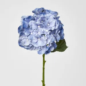 Susan Hydrangea Soft Touch Blue
52cm by Florabelle Living, a Plants for sale on Style Sourcebook