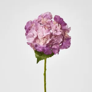 Susan Hydrangea Soft Touch Plum
52cm by Florabelle Living, a Plants for sale on Style Sourcebook