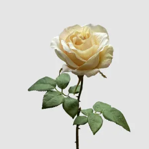 Rose Spray Peach 53cm by Florabelle Living, a Plants for sale on Style Sourcebook