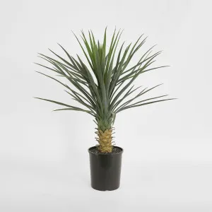 Yucca rostrata in pot by Florabelle Living, a Plants for sale on Style Sourcebook