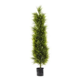 Cypress Pine 1.5m by TREE CREATIONS, a Plants for sale on Style Sourcebook