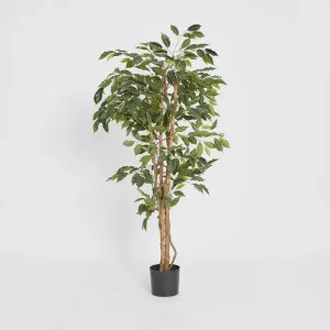 Ficus 1.2m by TREE CREATIONS, a Plants for sale on Style Sourcebook