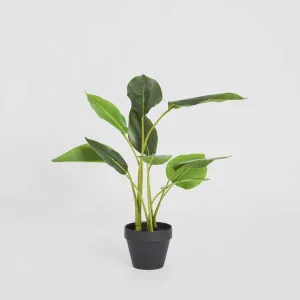 Bird of Paradise Real Touch 64cm by TREE CREATIONS, a Plants for sale on Style Sourcebook