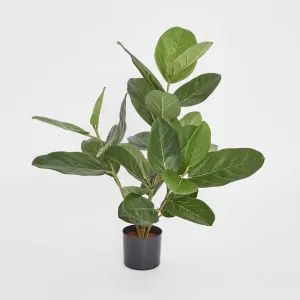 64cm Potted Audrey Ficus Tree by TREE CREATIONS, a Plants for sale on Style Sourcebook