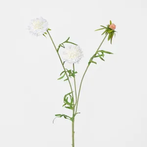 Scabiosa Stem White by JMC FLORALS, a Plants for sale on Style Sourcebook