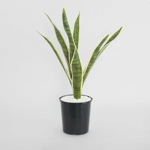 Mother in Laws Tongue Potted 62cm by Florabelle Living, a Plants for sale on Style Sourcebook