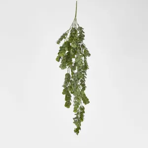 Hanging Silver Dollar Maidenhair Fern by JMC FLORALS, a Plants for sale on Style Sourcebook