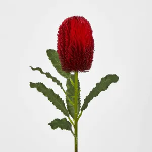Banksia Stem Red by JMC FLORALS, a Plants for sale on Style Sourcebook