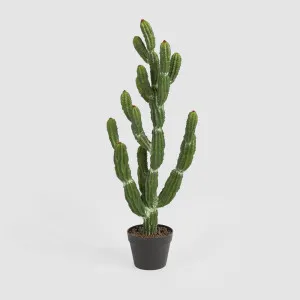 Potted Cactus 98cm by Florabelle Living, a Plants for sale on Style Sourcebook