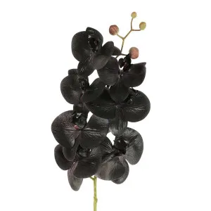 Orchid Phalaenopsis Spray Real Touch 70cm Black by Florabelle Living, a Plants for sale on Style Sourcebook