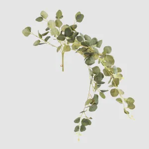 Eucalyptus Hanging Bush by JMC FLORALS, a Plants for sale on Style Sourcebook