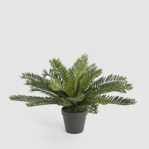 Mini Cycas Fern in Black Pot by Florabelle Living, a Plants for sale on Style Sourcebook