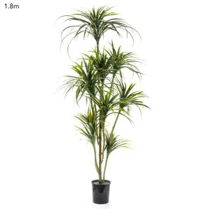 Yucca Plant Potted - 1.8m by TREE CREATIONS, a Plants for sale on Style Sourcebook
