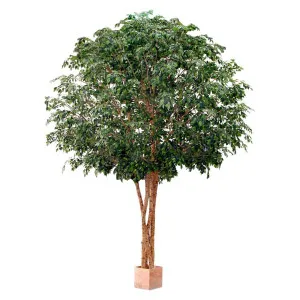 Mixed Ficus Giant Tree x 4 3.7m 30500Lvs by TREE CREATIONS, a Plants for sale on Style Sourcebook