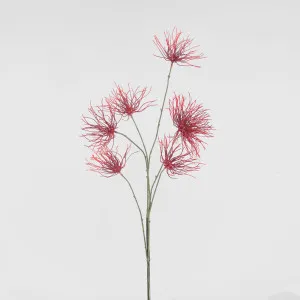 Smoke Spray Red by Florabelle Living, a Plants for sale on Style Sourcebook