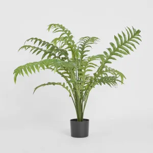 Fern Hares Foot 1.07m by TREE CREATIONS, a Plants for sale on Style Sourcebook
