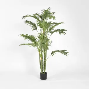 Areca Palm Multi Trunk 1.5m by TREE CREATIONS, a Plants for sale on Style Sourcebook