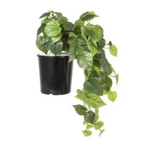 Philo Hanging Bush in Pot 40cm by Florabelle Living, a Plants for sale on Style Sourcebook