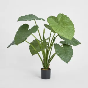Alocasia Calidora Potted 80cm by TREE CREATIONS, a Plants for sale on Style Sourcebook