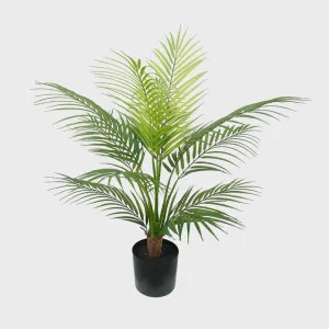 Areca Palm in Black Plastic Pot 60cm by Florabelle Living, a Plants for sale on Style Sourcebook