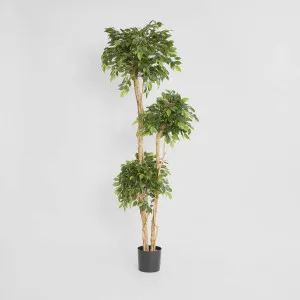 Ficus Tree 180cm by TREE CREATIONS, a Plants for sale on Style Sourcebook