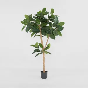 Rubber Tree 155cm by TREE CREATIONS, a Plants for sale on Style Sourcebook