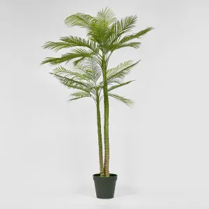 Double Stem Palm Tree 218cm by TREE CREATIONS, a Plants for sale on Style Sourcebook