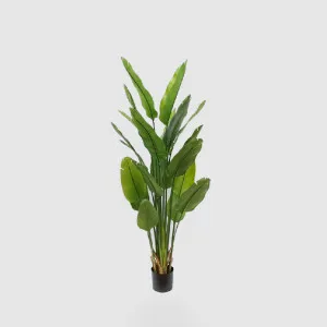 Bird of Paradise Real Touch 180cm by TREE CREATIONS, a Plants for sale on Style Sourcebook