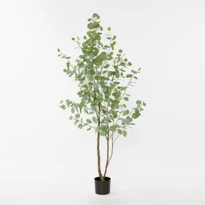 Real Touch Eucalyptus 200cm by TREE CREATIONS, a Plants for sale on Style Sourcebook