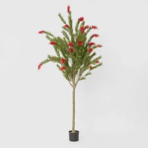 Potted Bottlebrush 190cm by TREE CREATIONS, a Plants for sale on Style Sourcebook