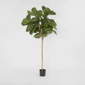 Fiddle Leaf Tree 215cm by TREE CREATIONS, a Christmas for sale on Style Sourcebook