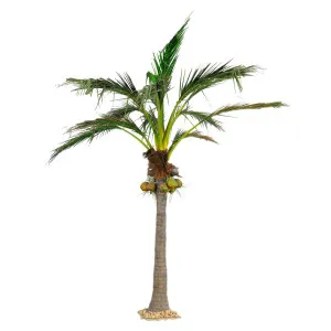 Giant Coconut Palm 5.9m by TREE CREATIONS, a Plants for sale on Style Sourcebook