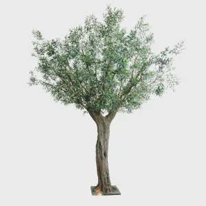 335cm Giant Olive Tree w 24888 Lvs 552 Fruits by TREE CREATIONS, a Plants for sale on Style Sourcebook
