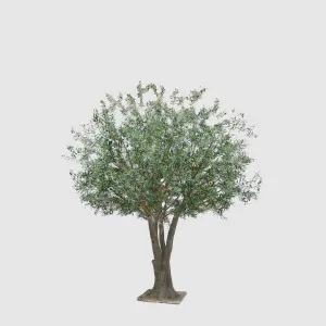 2.5m Giant Olive Tree w/13804 Lvs and 288 Fruits by TREE CREATIONS, a Plants for sale on Style Sourcebook