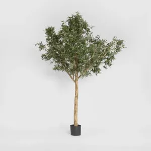 Giant Olive Tree 2.3m by TREE CREATIONS, a Plants for sale on Style Sourcebook