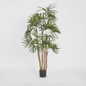 Honey Lady Palm 1.4m by TREE CREATIONS, a Plants for sale on Style Sourcebook