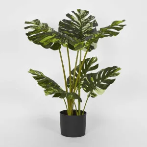 Variegated Real Touch Monstera 75cm by TREE CREATIONS, a Plants for sale on Style Sourcebook