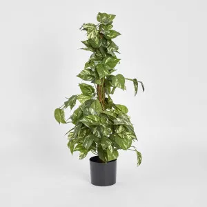 Pothos Vines on Coconut Pole 90cm by TREE CREATIONS, a Plants for sale on Style Sourcebook