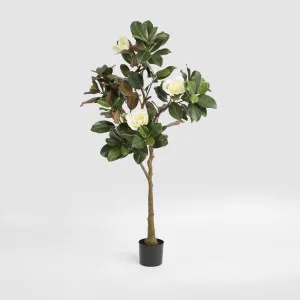 Potted Magnolia Tree 160cm by Florabelle Living, a Plants for sale on Style Sourcebook