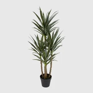 Yucca 5 Branch in Black Pot by TREE CREATIONS, a Plants for sale on Style Sourcebook