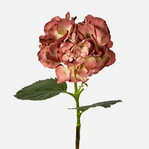 Hydrangea Large Stem With Leaves 75cm Rust by Florabelle Living, a Plants for sale on Style Sourcebook