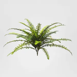 Boston Fern With 35 Leaves 48cm by Florabelle Living, a Plants for sale on Style Sourcebook