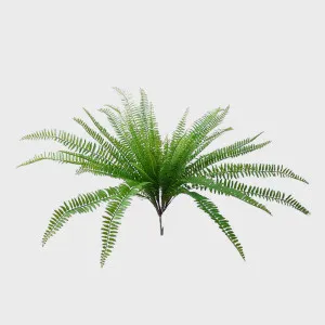 Boston Fern Bush 63cm by Florabelle Living, a Plants for sale on Style Sourcebook