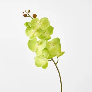 Phalaenopsis Spray Green by JMC FLORALS, a Plants for sale on Style Sourcebook