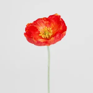 Poppy Stem Red by JMC FLORALS, a Plants for sale on Style Sourcebook