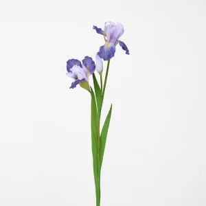 Iris Stem Purple by JMC FLORALS, a Plants for sale on Style Sourcebook