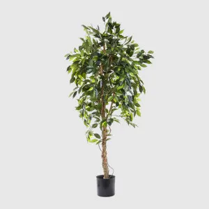 Ficus Vine Tree 1.8m by TREE CREATIONS, a Plants for sale on Style Sourcebook