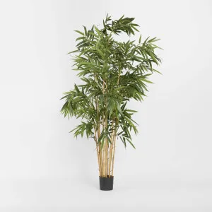 Giant Bamboo Tree 2.4m by TREE CREATIONS, a Plants for sale on Style Sourcebook