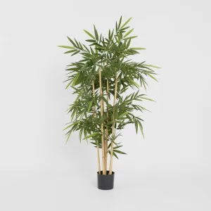 New Bamboo Tree 1.5m by TREE CREATIONS, a Plants for sale on Style Sourcebook